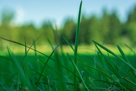 grass, nature, green, grasses, meadow, sky, plant