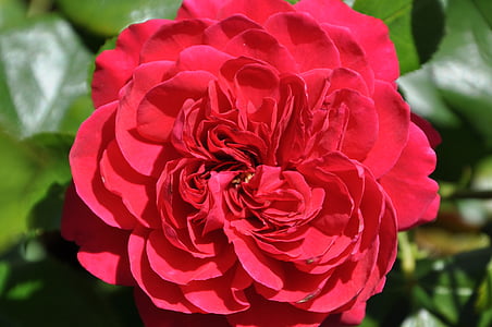 color de rosa, flor, flores, flor, rosa roja, flor color de rosa-, naturaleza