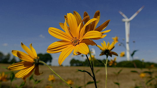 квітка, жовт квітЄ, Сонце квітка, квіти і колеса енергії вітру, літо, поле