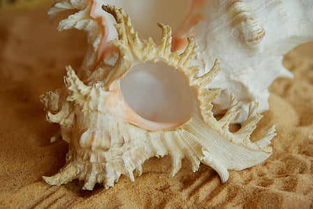shell, murex, beach, south seas, sand