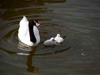 swan, family, birds, bird, lake, nature, animal