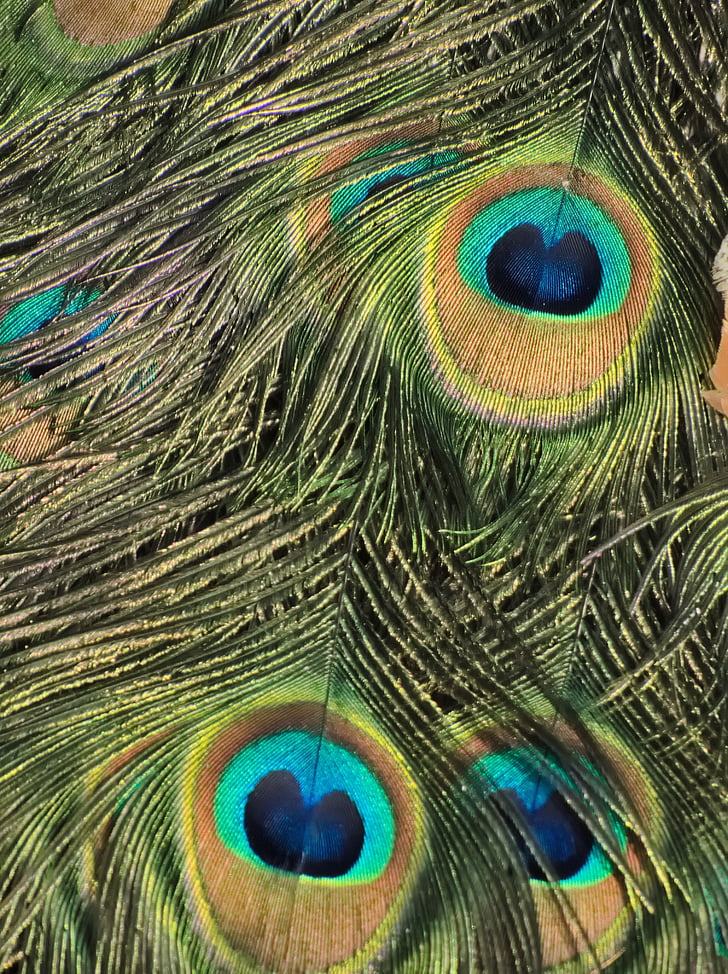 peacock, eye, pen, bird, plumage, feather, animal
