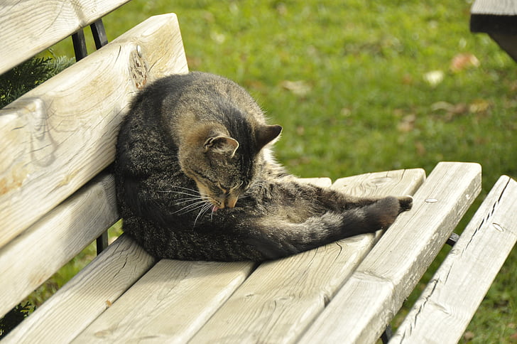 кошка, Деревянная скамейка, животное, Природа, уютно, Отдых, расслабиться