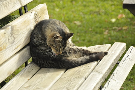 猫, 木製のベンチ, 動物, 自然, 居心地の良い, 残りの部分, リラックス