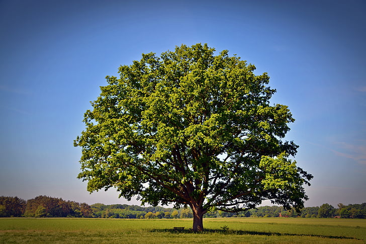 дърво, дъб, природата, Грийн, Старият дъб, Германска oak, Открит