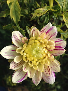 Dahlie, Blume, weiß, Natur, Anlage, Blütenblatt, Blütenkopf