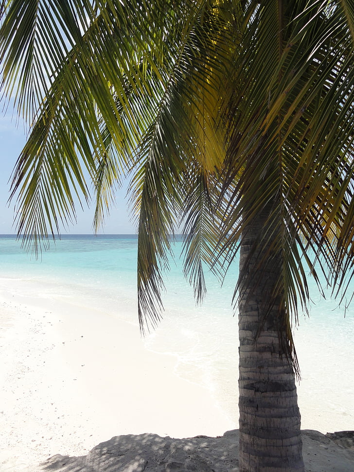 palm, beach, maldives, sea, holiday, summer, sun