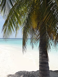 Palm, pludmale, Maldīvija, jūra, brīvdiena, vasaras, saule