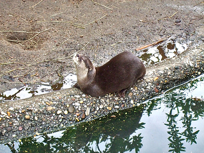 clawed otter, enjoy, zoo, taster, water