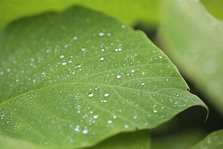 macro, misty, plant, leaf, green, dew, drops