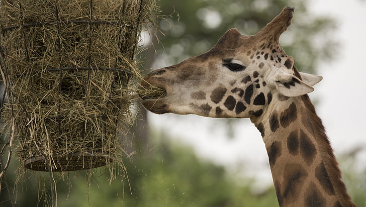 žirafa, živali, vratu, blizu, velike divjadi, živalski vrt, hranjenje