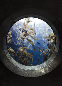 Portal, riba, akvarij, u zatvorenom prostoru, životinjske teme, jedna životinja, odrasla osoba