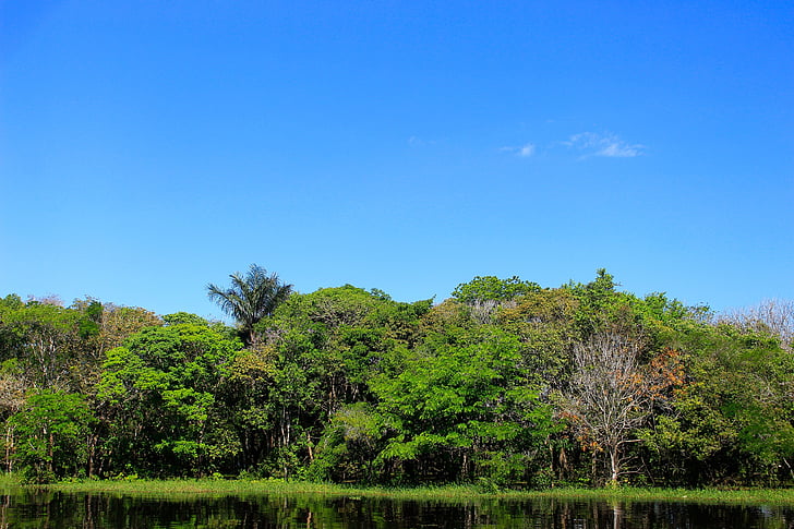 natura, albero, blu, Rio, 50 mm, di volo, tronco