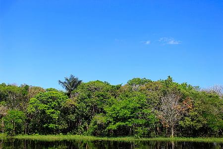 Natura, drzewo, niebieski, Rio, 50 mm, pływające, pnia