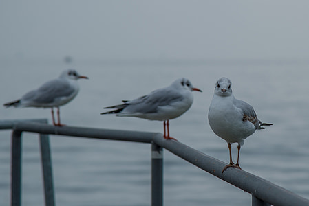 gull, seemoeve, railing, look, eyes, water bird, pier