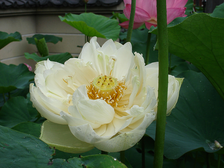 fiore, Lotus, Buddismo