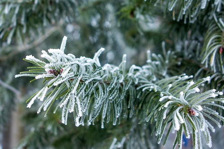 winter, fir, ice, frost, ripe, hoarfrost, wintry