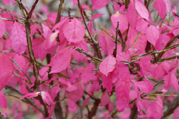 Pink, falder, blade, efterår, natur, Bush