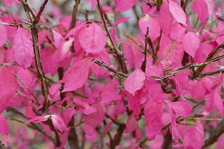 merah muda, musim gugur, daun, musim gugur, alam, Bush