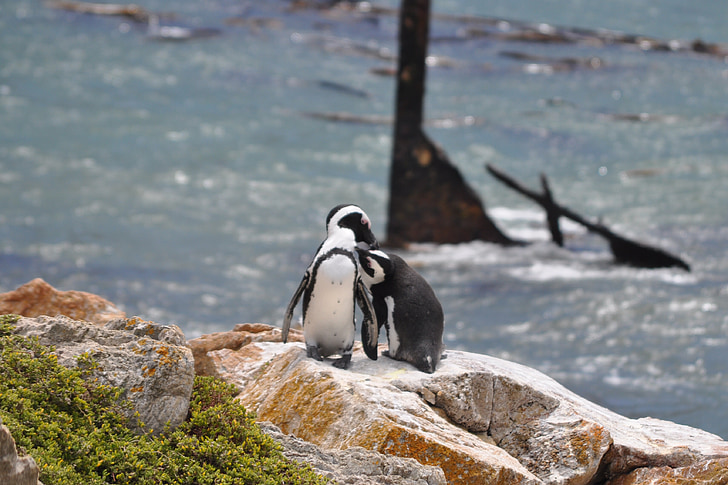 south africa, penguin, sea, pair, kiss