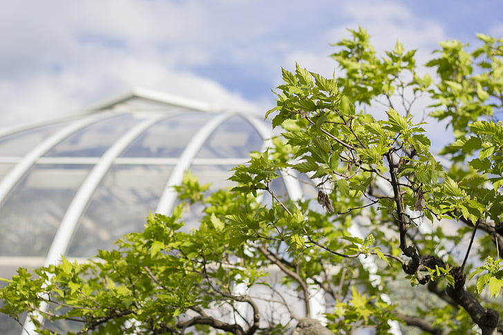 blur, branches, close-up, dome, glass panels, leaves, outdoor