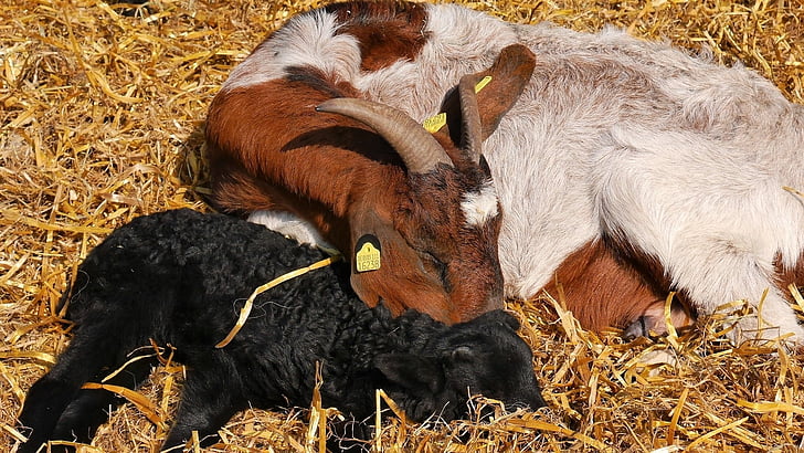 bárányok, Bárány, Húsvét, heidschnucken, Lüneburger Heide, állat, vidéki élet