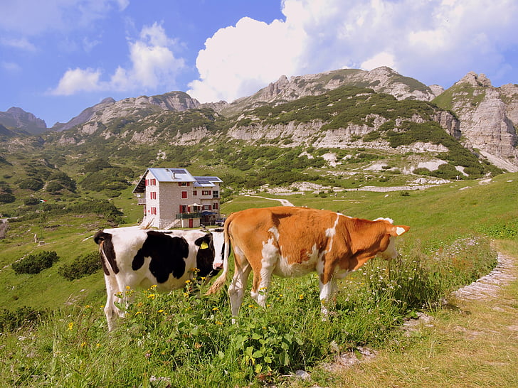 vaca, Prato, montaña, del pasto, animales, verde