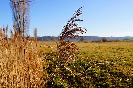 nature, reed, marsh plant, grass, plant, autumn, meadow