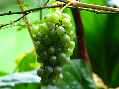 wine, grape, vine, grapes, winegrowing, green, green grapes