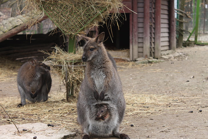 känguru, lite, Baby, handväska, grupp, djur, Zoo