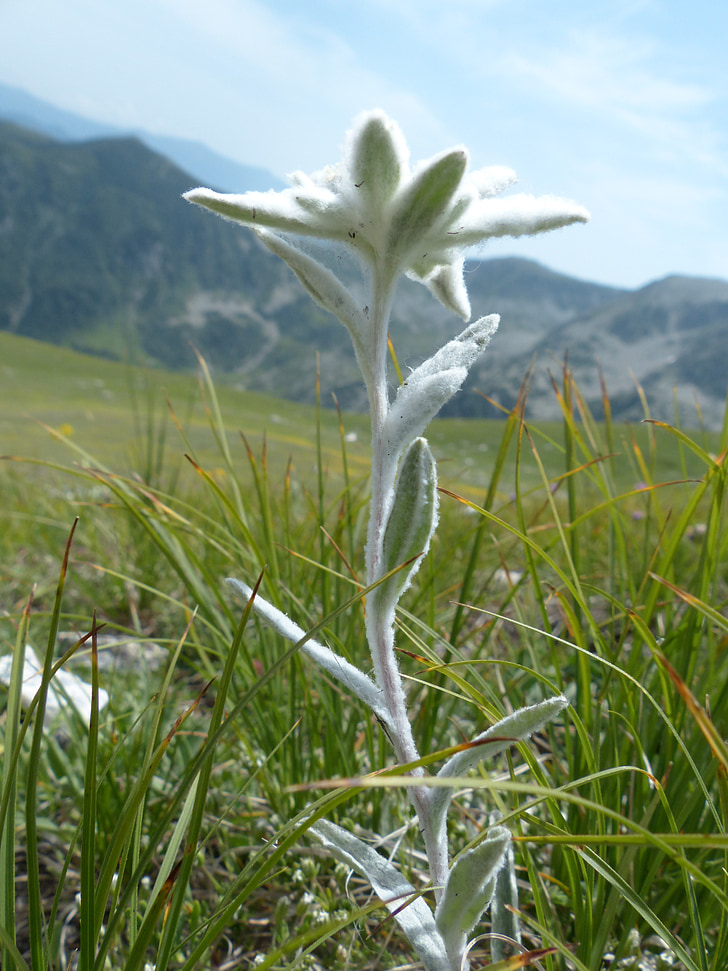 Alpine edelweiß, almindelige, Edelweiss, fluffy, hvid, sjældent, beskyttet