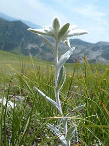 Альпийский edelweiß, обычные, Эдельвейс, пушистый, Белый, редко, Защита