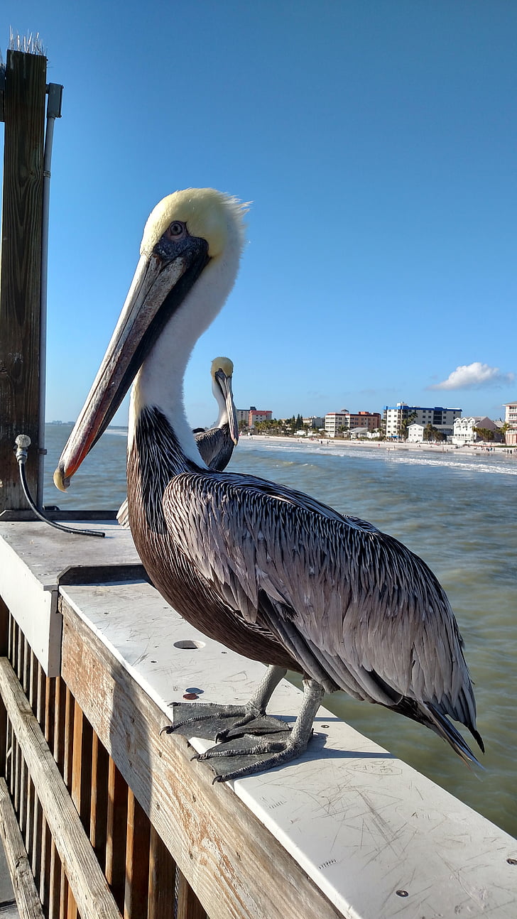 pelican, beach, summer