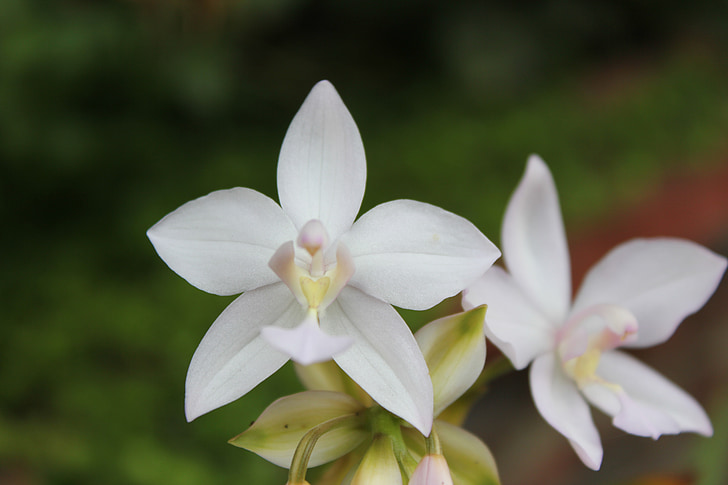 квітка, орхідея, Біла квітка, білий, сад