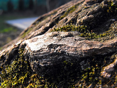 bark, tribe, tree, moss, nature, close-up