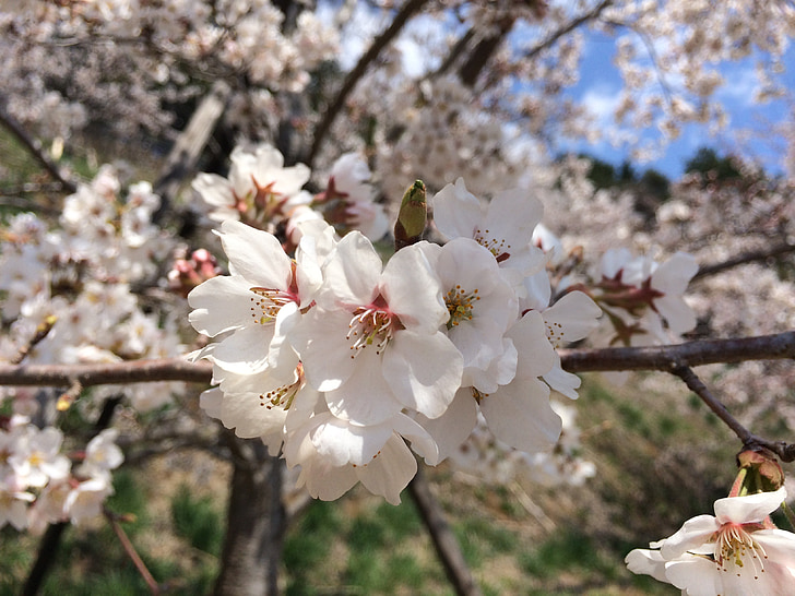 kirsebærtre blomstrer, blomst, Sakura, natur, japanske cherry