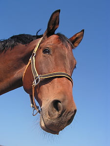 Closeup, foto, bruin, blauw, hemel, overdag, paard