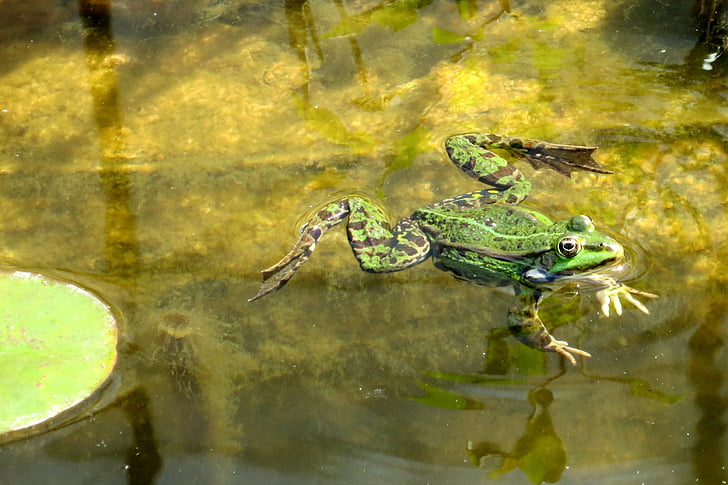 жаба, вода, езерото, жаби, лято, зелена жаба, водни създание
