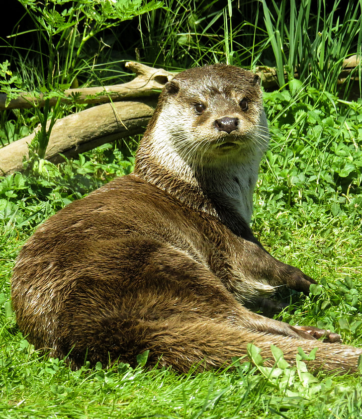 otter, wildlife photography, fur, meadow, care, curious