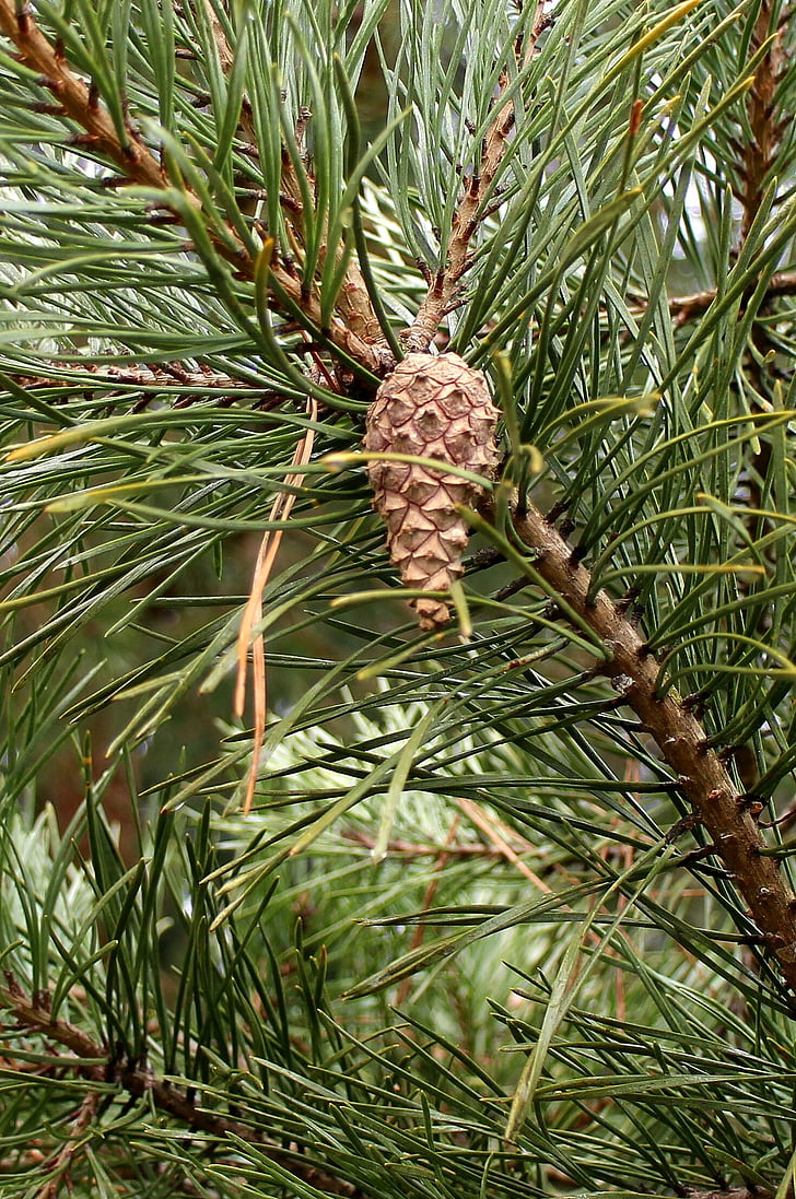 pine, needles, pine needles, tap, pine cones, branch, wood