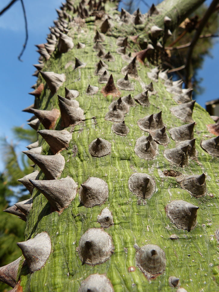 Ceiba speciosa, δέντρο αγκαθωτό, κέντρισμα, Τουρκία φυτό μολόχα, ασυνήθιστο, φύση, δέντρο