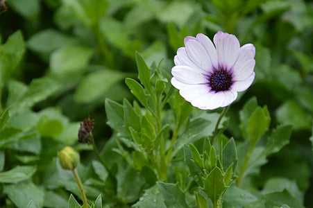 bunga, daun, Bud, ungu, ungu, pertumbuhan baru, alam