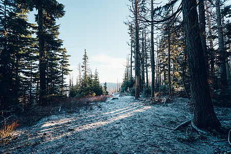 Inverno, neve, geada, árvores, floresta, caminhadas, Trekking