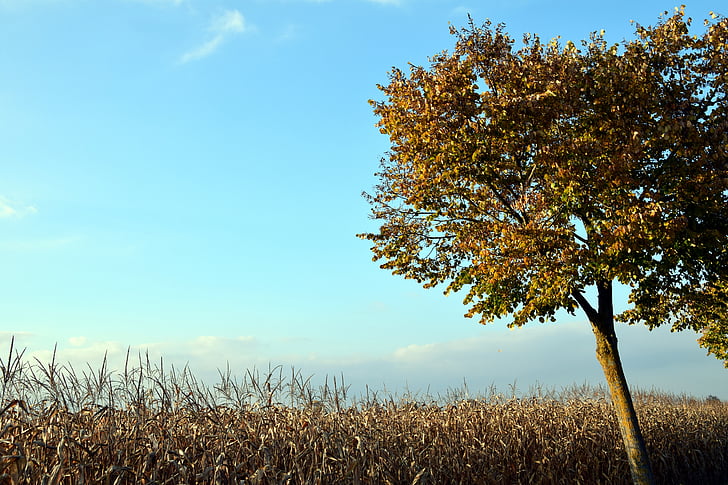 árbol, cielo, azul, otoño, campo de maíz, hojas, decoloración