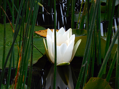 water lily, Nuphar, Blossom, Bloom, waterplant, bloem, water