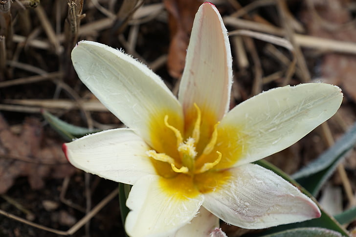Tulipán, květ, závod, květ, Bloom, bílá, jaro