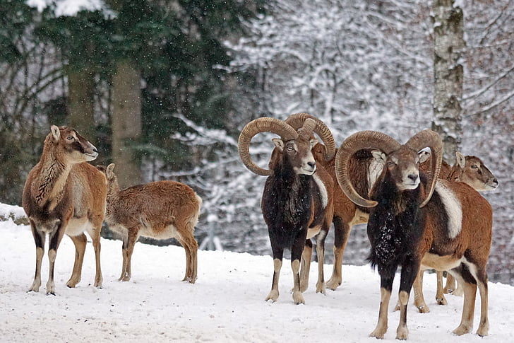 mouflon, horned, ruminant, mammal, wildlife photography, european mouflon, horns