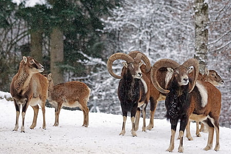 Mouflon, sừng, ruminant, động vật có vú, Nhiếp ảnh động vật hoang dã, Châu Âu mouflon, sừng