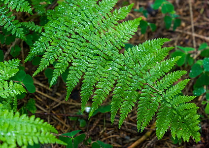 fern, macro, drip, forest, green, nature, leaf