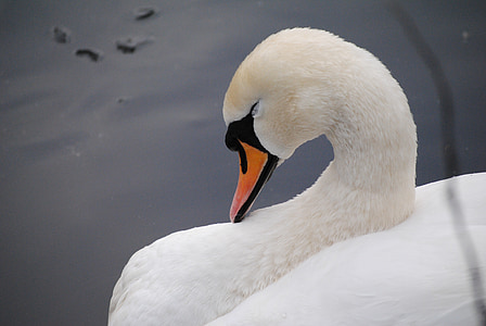 swan, neck, white, bird, water, nature, wildlife